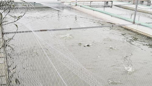 廣東大疆漁業(yè) 水產(chǎn)養(yǎng)殖水質(zhì)指標 酸堿度 PH值 篇