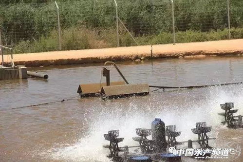 以色列工業(yè)化水產(chǎn)養(yǎng)殖一覽