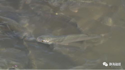 天津市靜海區(qū) 從會養(yǎng)到 慧 養(yǎng) 新技術(shù)助力靜海水產(chǎn)養(yǎng)殖提質(zhì)增效