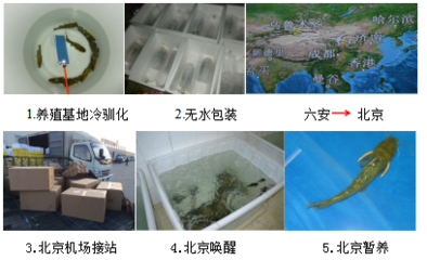 【經(jīng)典案例】水產(chǎn)品無水活運(yùn)技術(shù)集成應(yīng)用案例