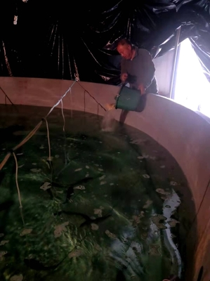 市海洋與漁業(yè)研究院啟動(dòng)大黃魚&ldquo;甬岱1號&rdquo;新品種種苗擴(kuò)繁工作