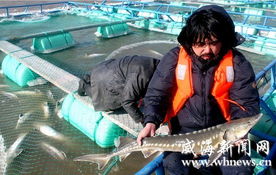 山東榮成養(yǎng)殖區(qū)千尾鱘魚被凍死 直接損失超千萬元