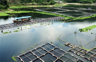 網(wǎng)箱養(yǎng)魚的注意事項(xiàng)