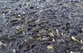 我國目前魚病流行現狀及其嚴重性的表現