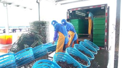 湛江"蝦霸" | 一條蝦的至鮮之路