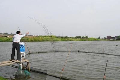 養魚就是養水,廠家如何研發有效調水產品?|陳昌福專欄