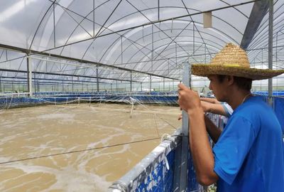 三名80后投資帆布工廠化養蝦,不換水、零排放,畝產3300斤!