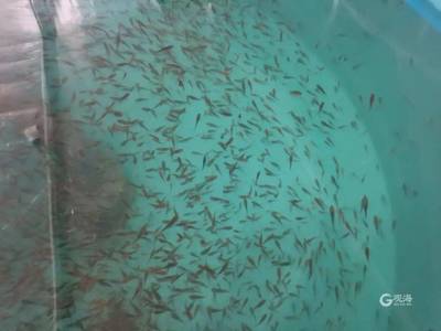 每年將產(chǎn)出魚苗2000萬尾!全人工繁育技術研發(fā)成功,又一條名貴魚種&ldquo;游&rdquo;向全國