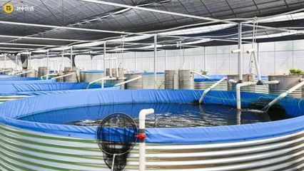 金華這個寶藏農(nóng)場火了!很多人專門過去搶這種魚&hellip;