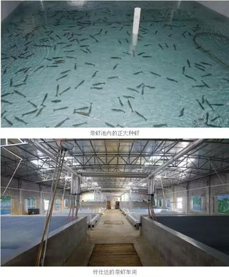 好仕達(dá)引進(jìn)七千對正大親蝦,生態(tài)育苗受肯定