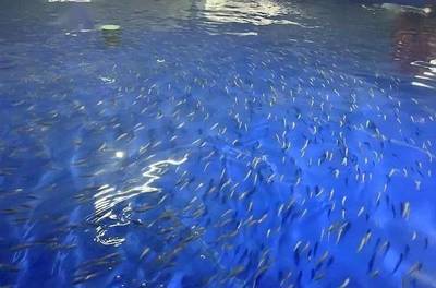 又一條名優海魚獲得突破!五年攻關,山東首次突破黃帶擬鲹人工繁育技術