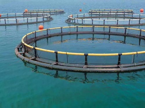 高考放榜 大廠大裁員,水產(chǎn)企業(yè)瘋狂搶人 年薪百萬不是夢 填志愿別錯過了水產(chǎn)專業(yè)