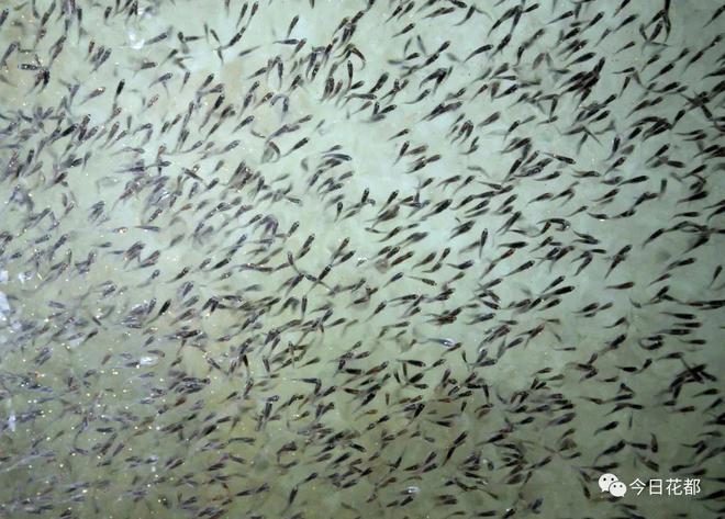 【兩會傳真】區政協委員張翾:深耕水產育種領域 助力花都打造現代漁業發展新高地