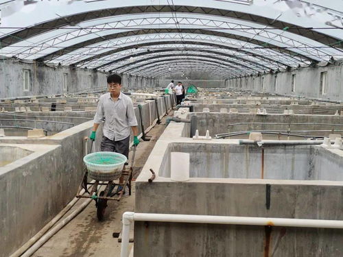 成活率92.6 一對蝦工廠化養殖模式,通過驗收