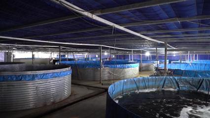 武漢海鮮陸?zhàn)B項(xiàng)目開工 年產(chǎn)石斑魚超50萬斤，推動(dòng)水產(chǎn)養(yǎng)殖技術(shù)研發(fā)