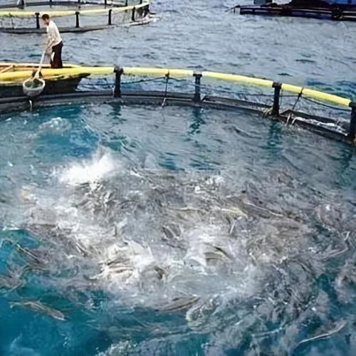 晶合物聯(lián) 智慧水產(chǎn)養(yǎng)殖技術(shù)驅(qū)動(dòng)產(chǎn)業(yè)升級(jí)，融合農(nóng)家樂休閑觀光服務(wù)