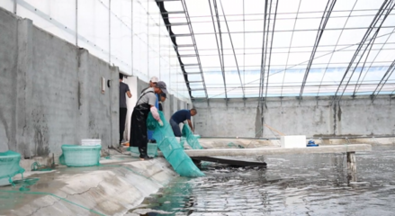 對(duì)蝦畝均產(chǎn)量提升60倍，三門養(yǎng)殖基地靠什么？