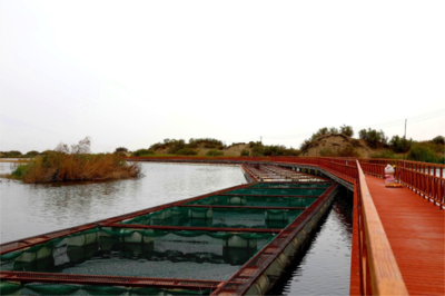 生物多樣性優(yōu)秀案例(71) 新疆生產(chǎn)建設(shè)兵團天鵝湖鹽堿水產(chǎn)養(yǎng)殖