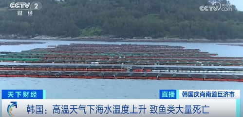 損失超1.5億元！魚(yú)類大量死亡重創(chuàng)水產(chǎn)養(yǎng)殖業(yè)，技術(shù)研發(fā)迫在眉睫